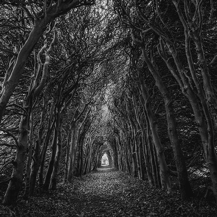 trees