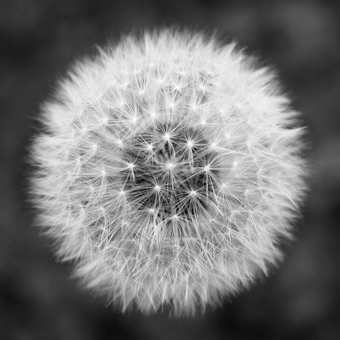 blossom